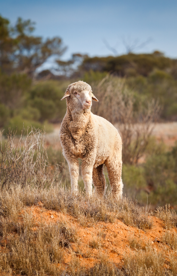 Un mouton sauvage dans le bush australien