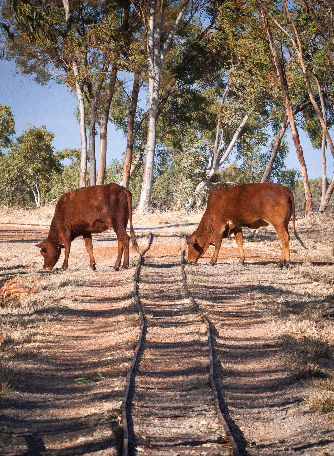 Des vaches dans le bush australien