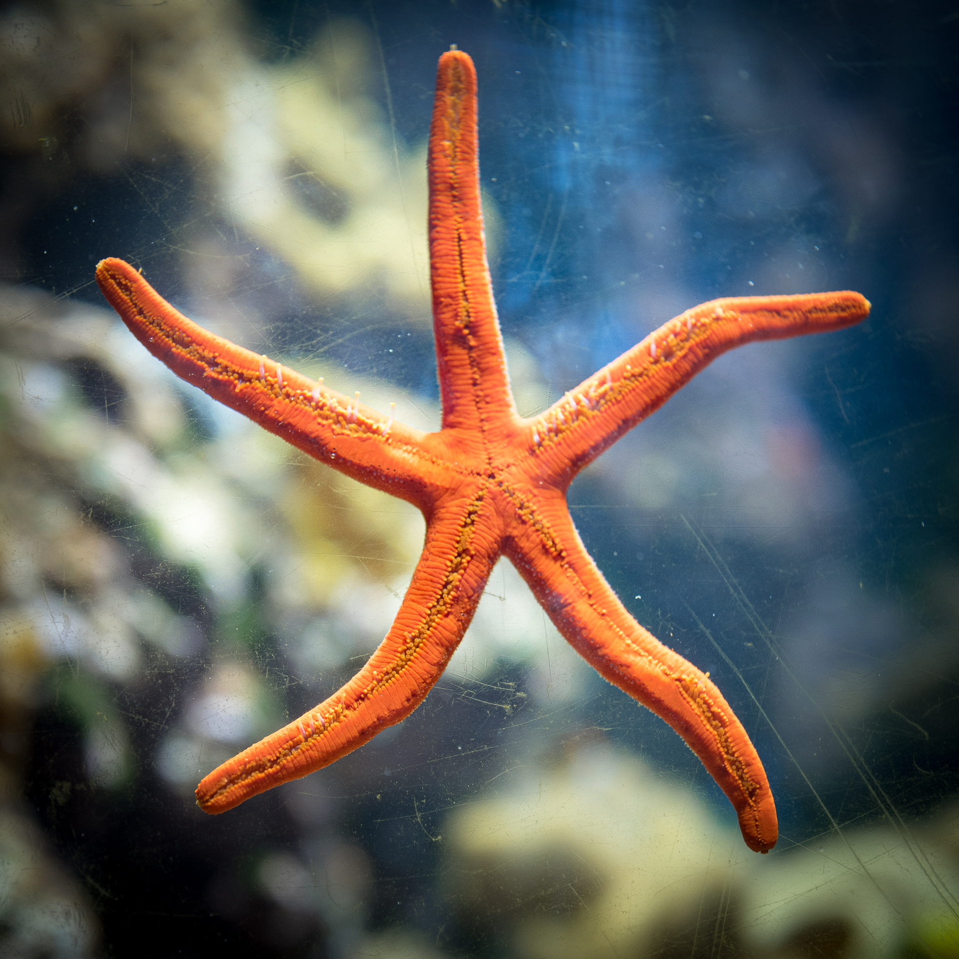 Une étoile de mer à l'aquarium de La Rochelle