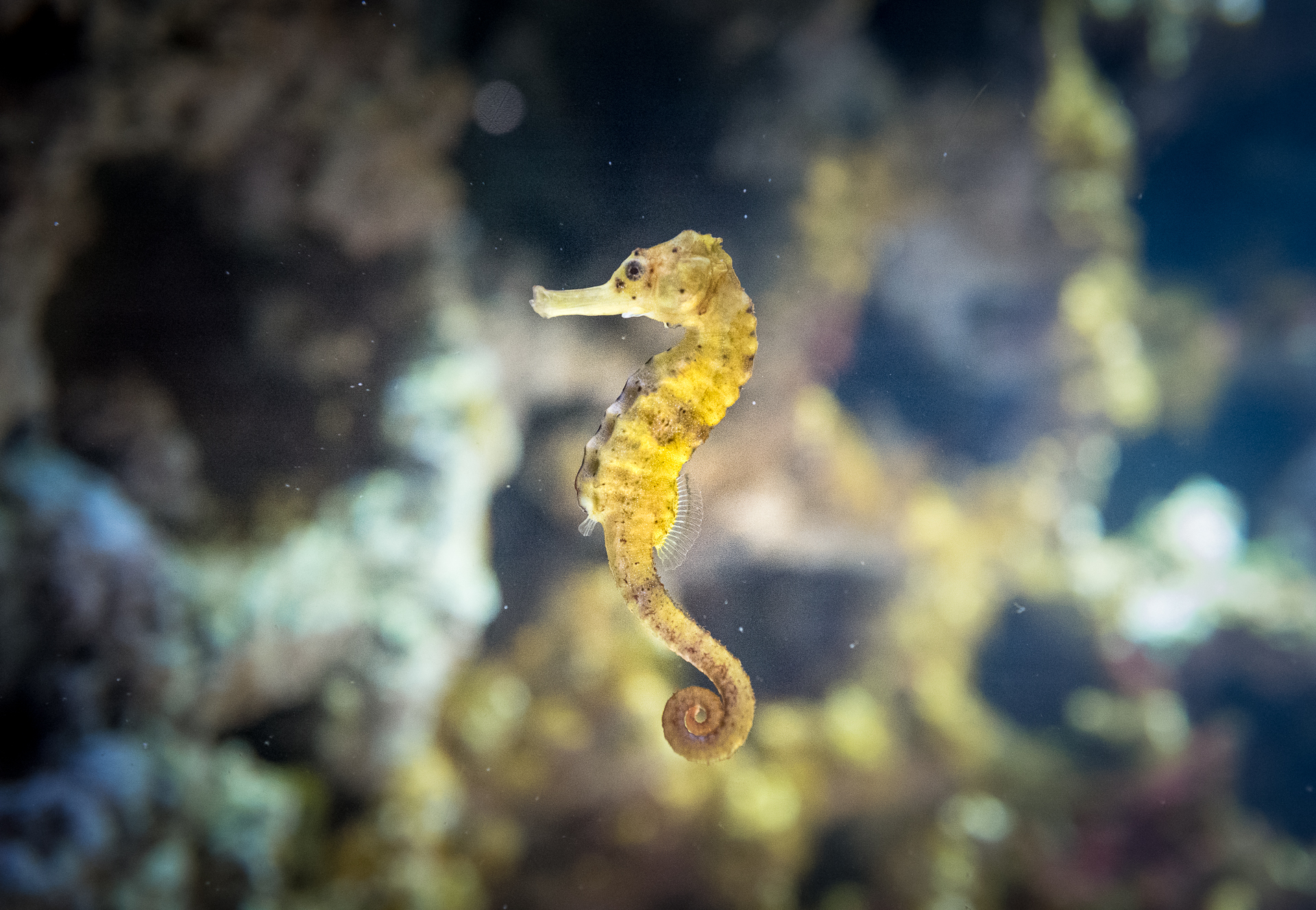 Un hyppocampe à l'aquarium de La Rochelle