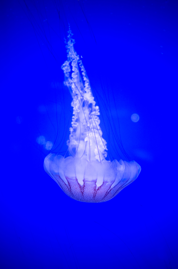 L'aquarium de La Rochelle regroupe 12 000 animaux : hyppocampes, étoiles de mer... pour le plaisir des yeux !